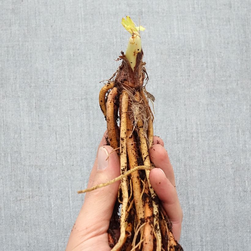 Exemplaar van Hemerocallis Strawberry Candy - Daglelie Naakte wortel zoals geleverd in de winter