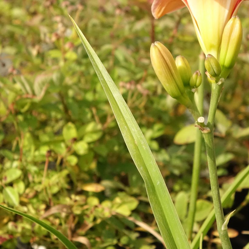 Hemerocallis Strawberry Swirl - Daglelie (Blad)