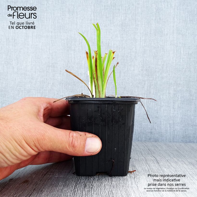 Exemplaar van Hemerocallis Thumbelina - Daglelie Kweekpotje van 8/9 cm zoals geleverd in de herfst