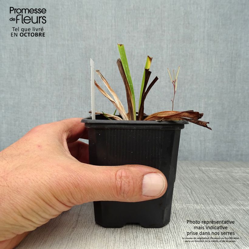 Exemplaar van Hemerocallis White Temptation - Daglelie Kweekpotje van 8/9 cm zoals geleverd in de herfst