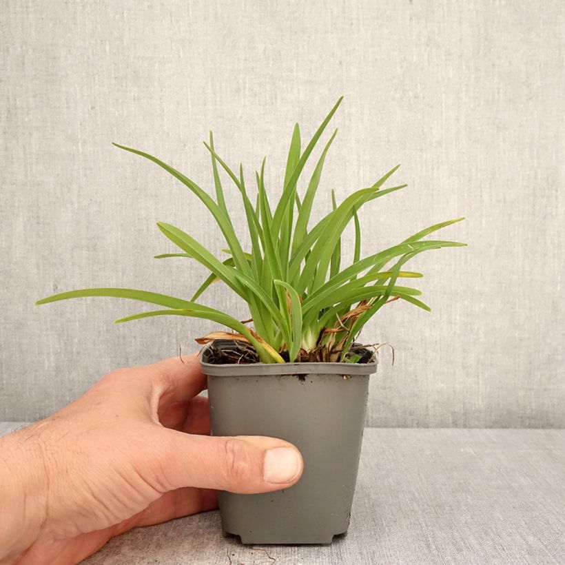 Exemplaar van Hemerocallis Everydaylily Roze - Lis d'un jour Kweekpotje van 8/9 cm zoals geleverd in de lente