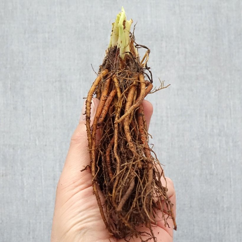 Exemplaar van Hemerocallis Everydaylily Roze - Lis d'un jour Naakte wortel zoals geleverd in de winter