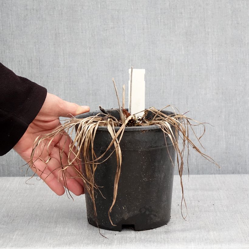 Exemplaar van Hemerocallis Everydaylily Roze - Lis d'un jour Pot van 2 l/3 l zoals geleverd in de winter