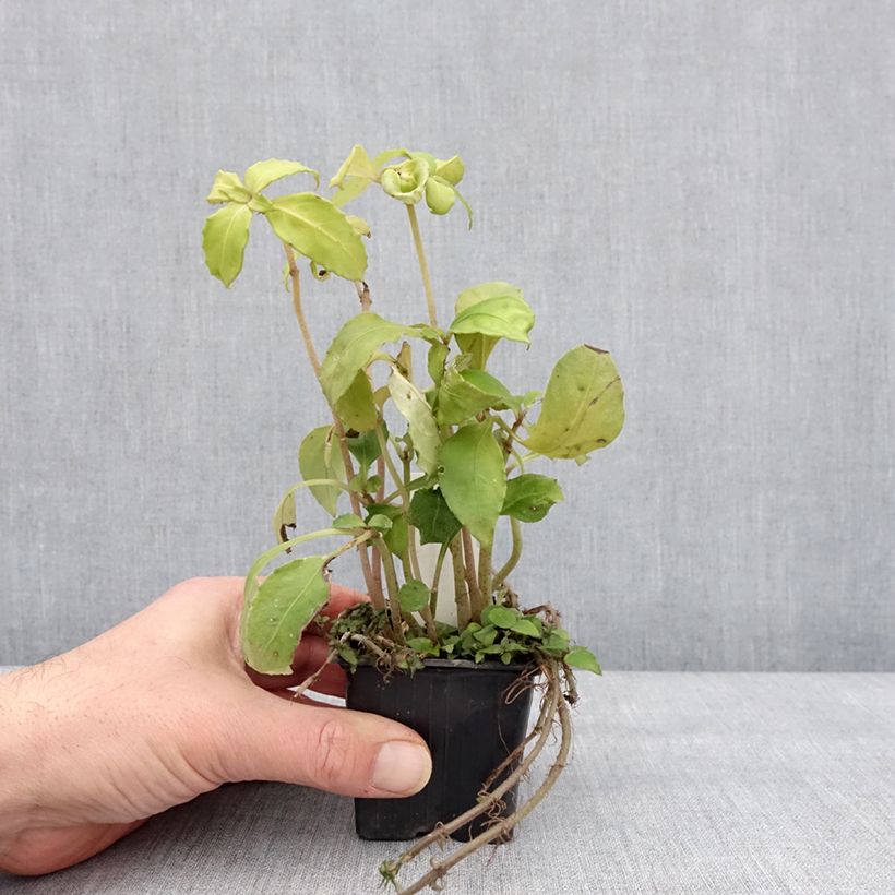 Exemplaar van Hemiboea subcapitata Godet de 8/9 cm zoals geleverd in de winter