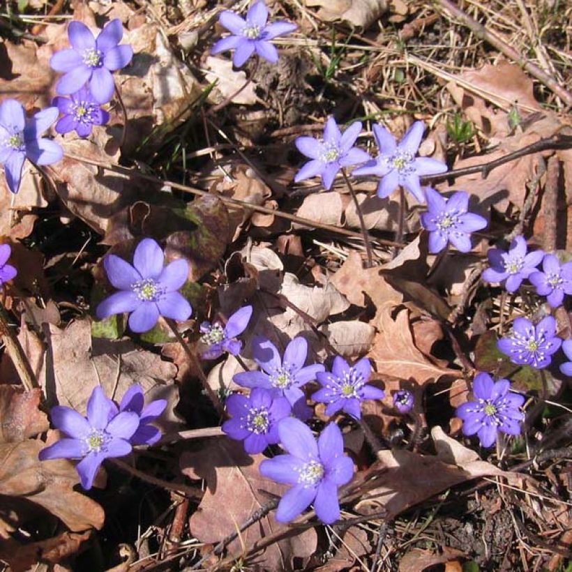 Hepatica nobilis - Leverbloempje (Groeiplaats)