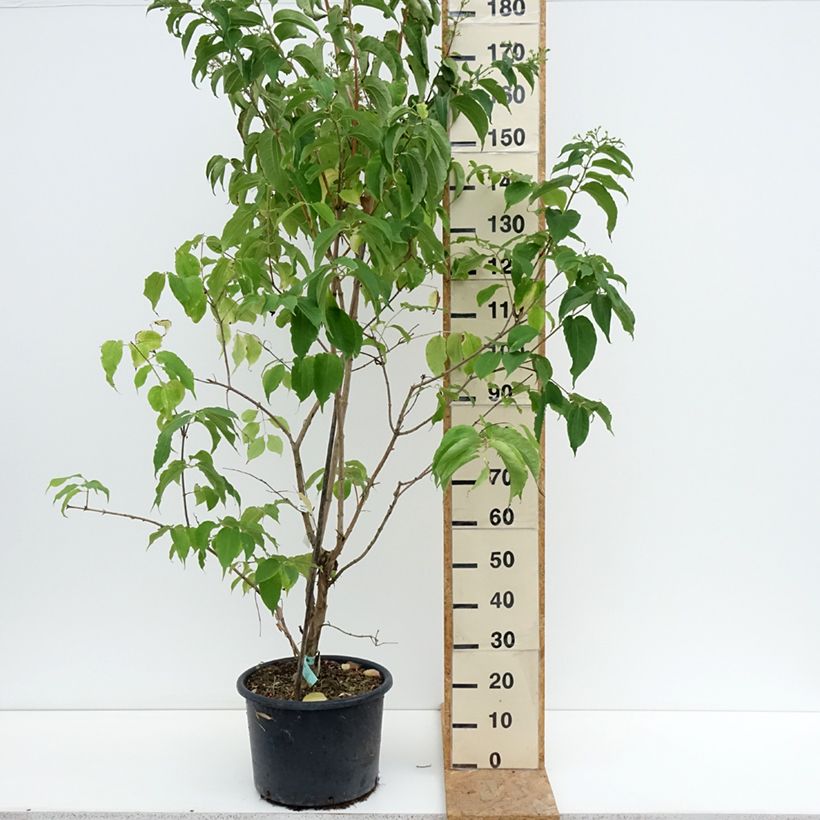 Exemplaar van Heptacodium miconioides - Zevenzonenboom Pot van 20 l/25 l zoals geleverd in de zomer