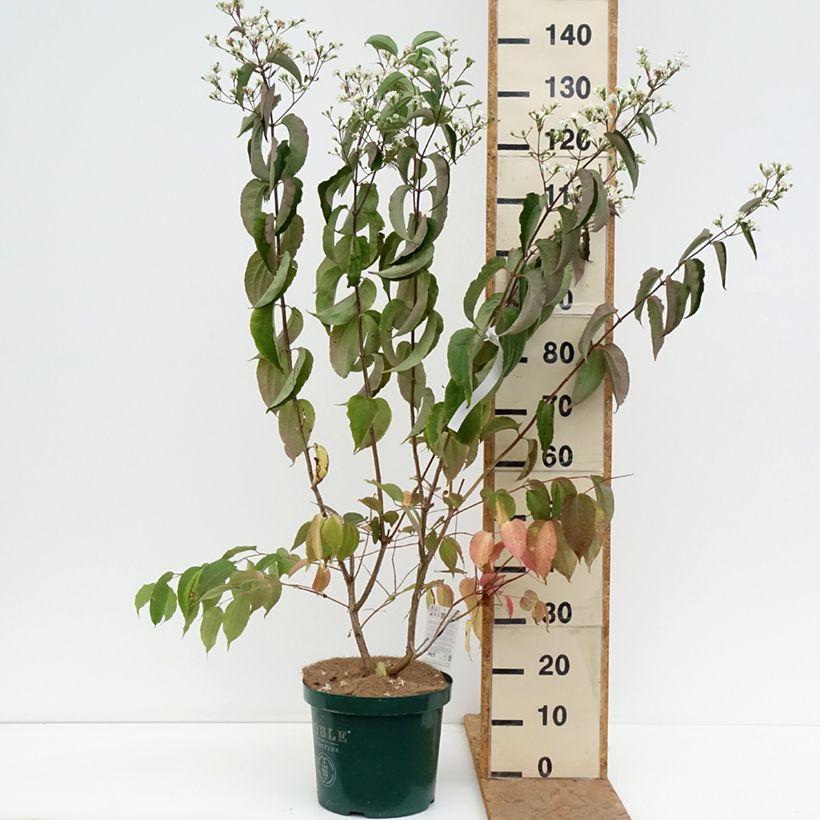 Exemplaar van Heptacodium miconioides - Zevenzonenboom Pot van 7,5 l/10 l zoals geleverd in de herfst