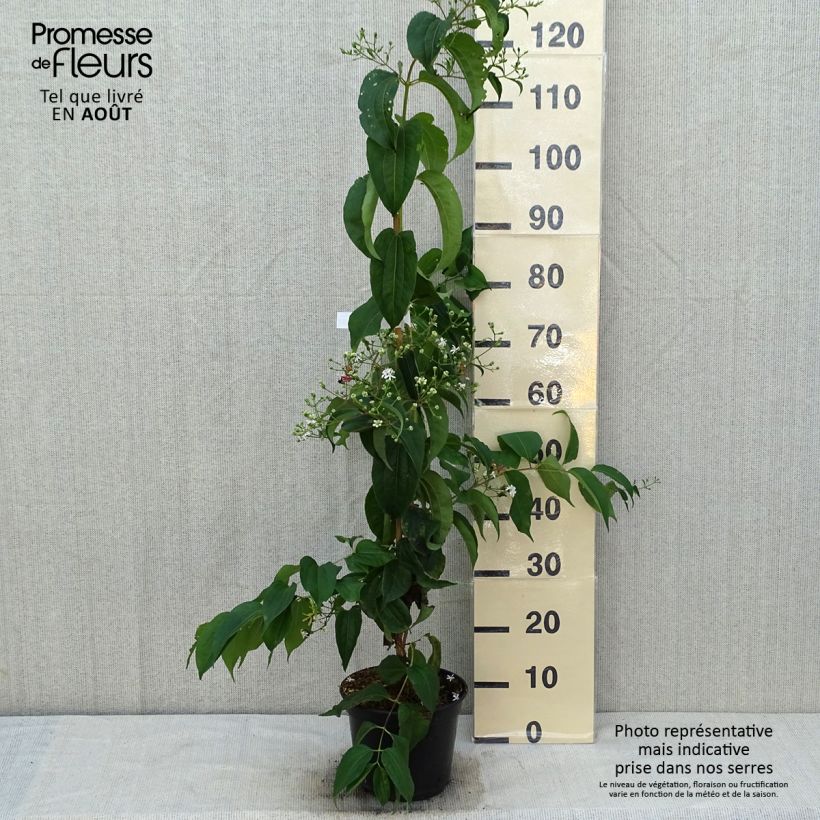 Exemplaar van Heptacodium miconioides Temple of Bloom - Zevenzonenboom Pot van 4 l/5 l zoals geleverd in de zomer