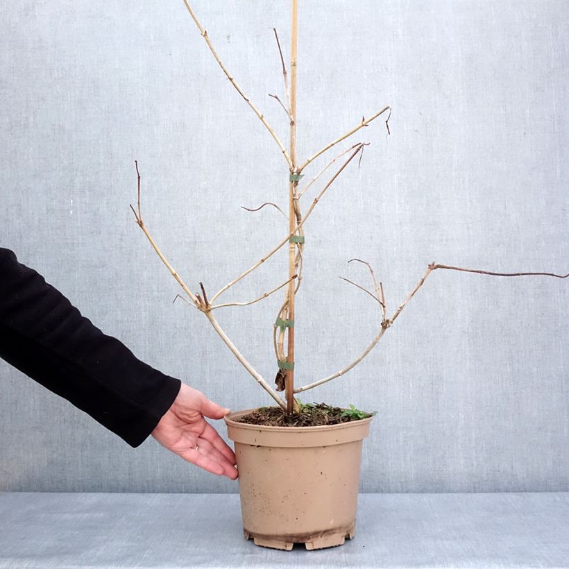 Exemplaar van Heptacodium miconioides Temple of Bloom - Arbre aux sept fleurs Pot de 4L/5L zoals geleverd in de winter