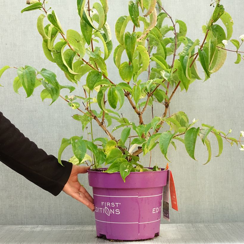 Exemplaar van Heptacodium miconioides Tianshan - Zevenzonenboom Pot van 7,5 l/10 l zoals geleverd in de herfst