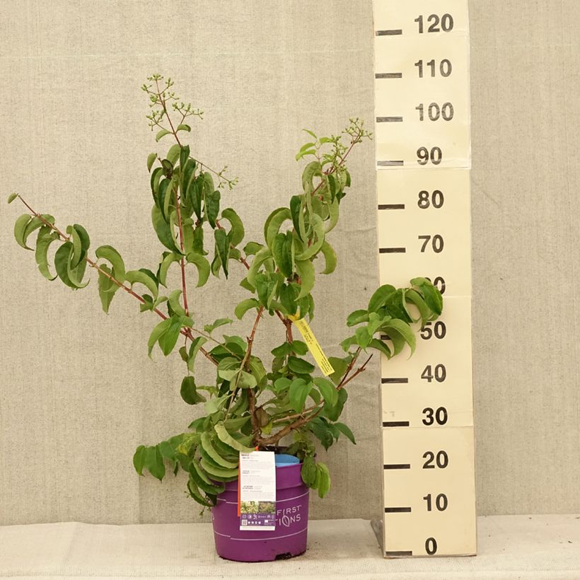 Exemplaar van Heptacodium miconioides Tianshan - Zevenzonenboom Pot van 7,5 l/10 l zoals geleverd in de zomer