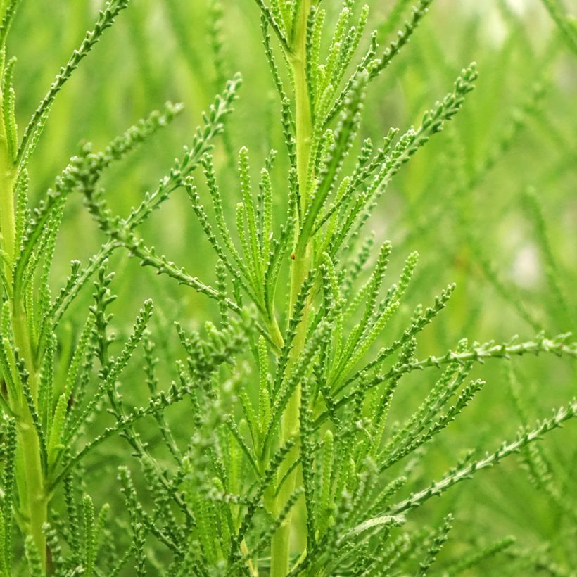 Olijfkruid - Santolina viridis (Blad)