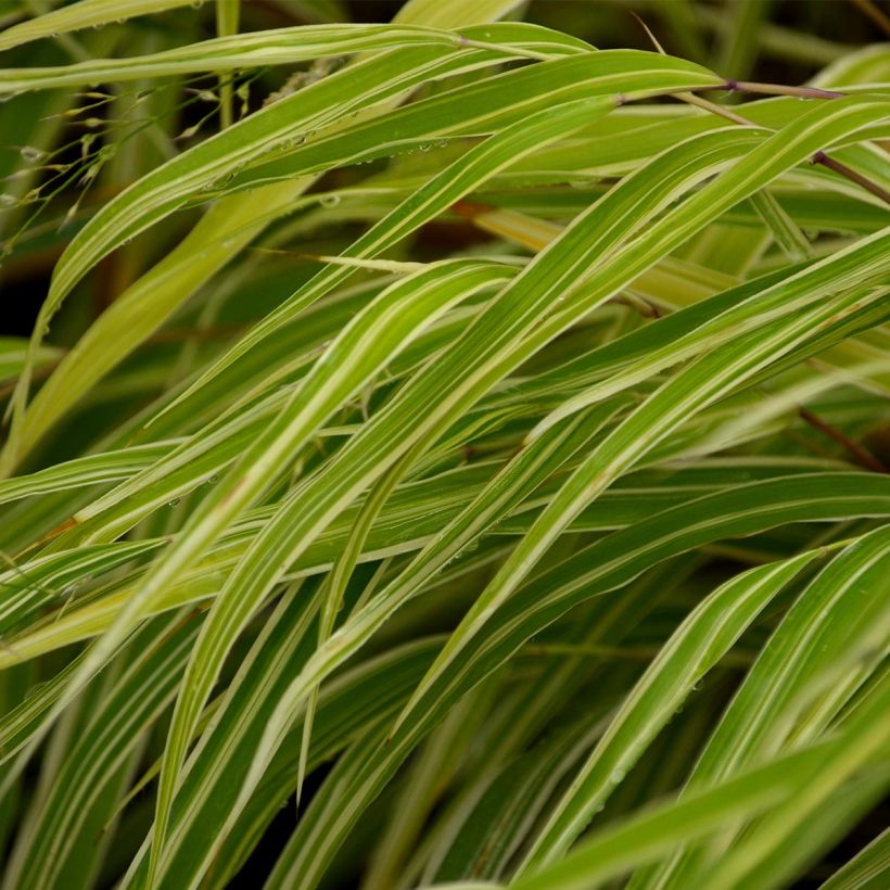 Hakonechloa macra Albostriata - Japans berggras (Blad)