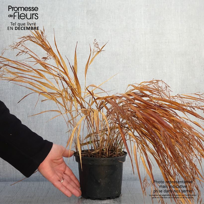 Exemplaar van Herbe du Japon - Hakonechloa macra Albostriata Pot de 2L/3L zoals geleverd in de herfst
