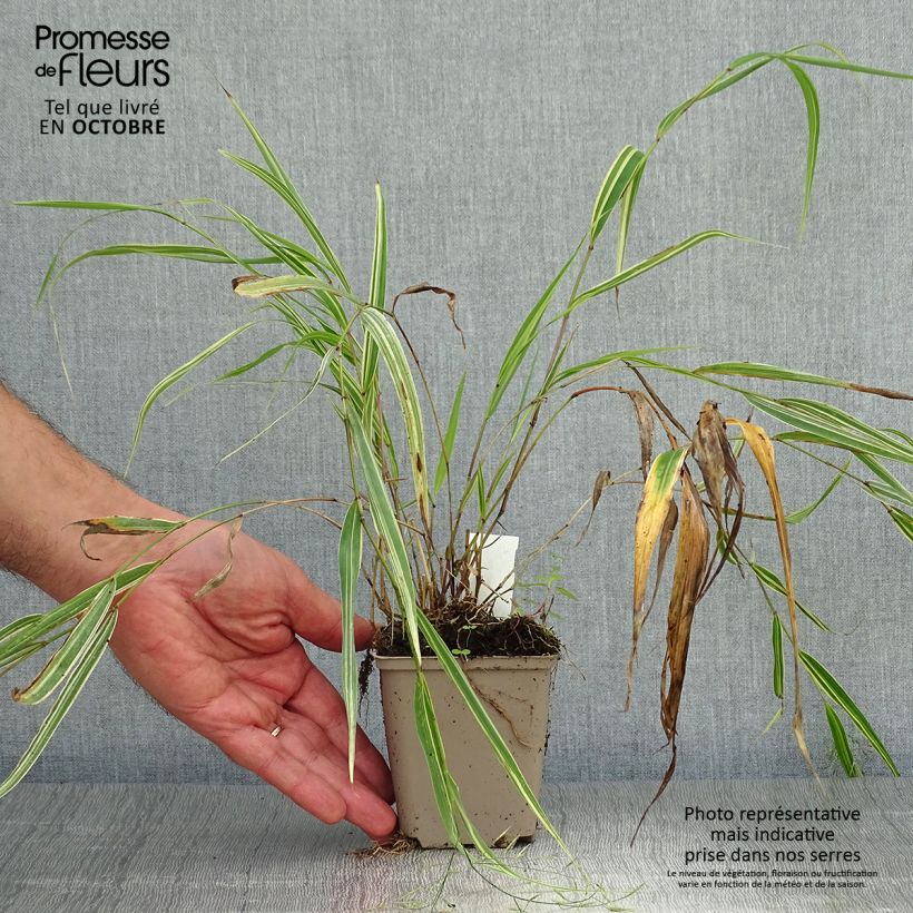 Exemplaar van Hakonechloa macra Albostriata - Japans berggras Kweekpotje van 8/9 cm zoals geleverd in de herfst