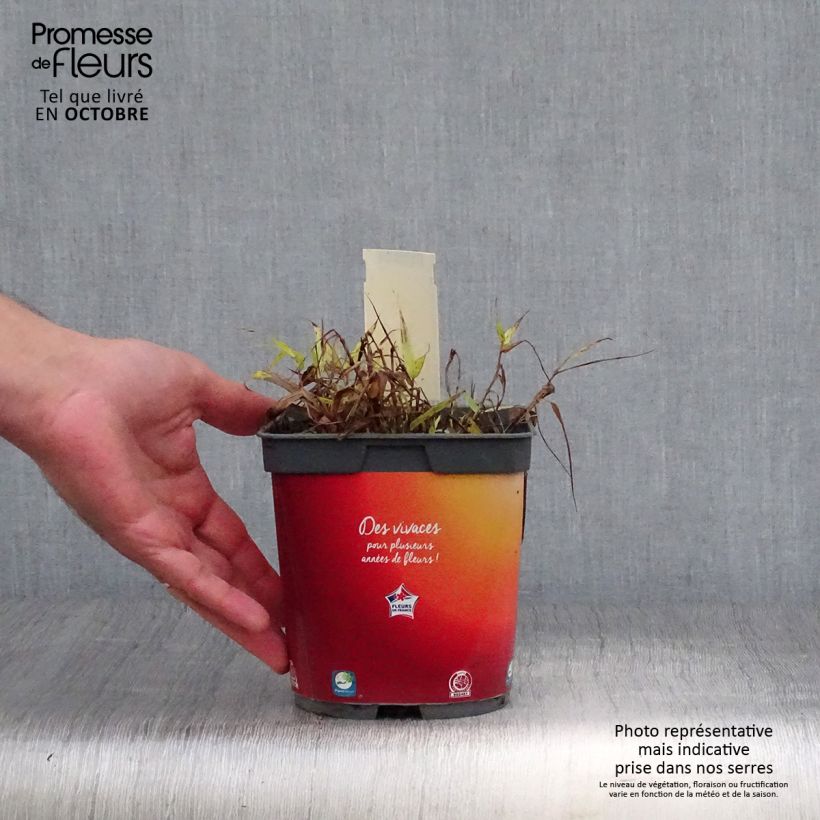 Exemplaar van Hakonechloa macra All Gold - Japans berggras Pot van 2 l/3 l zoals geleverd in de herfst