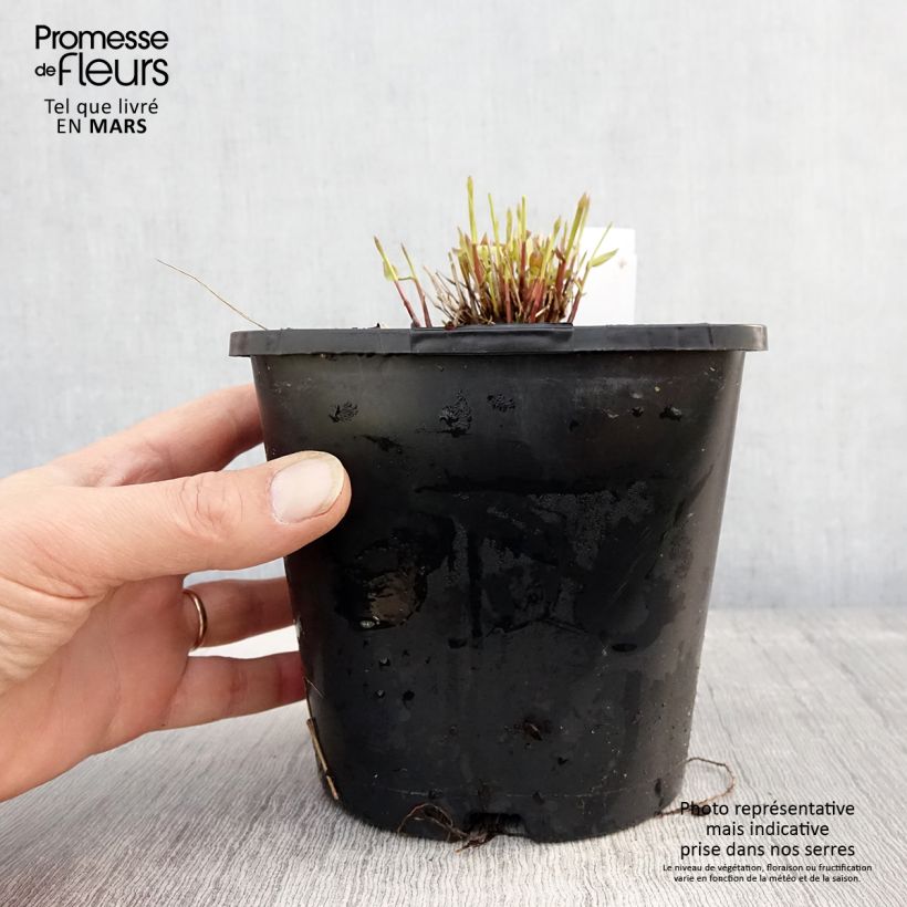 Exemplaar van Hakonechloa macra All Gold - Japans berggras Pot van 2 l/3 l zoals geleverd in de lente