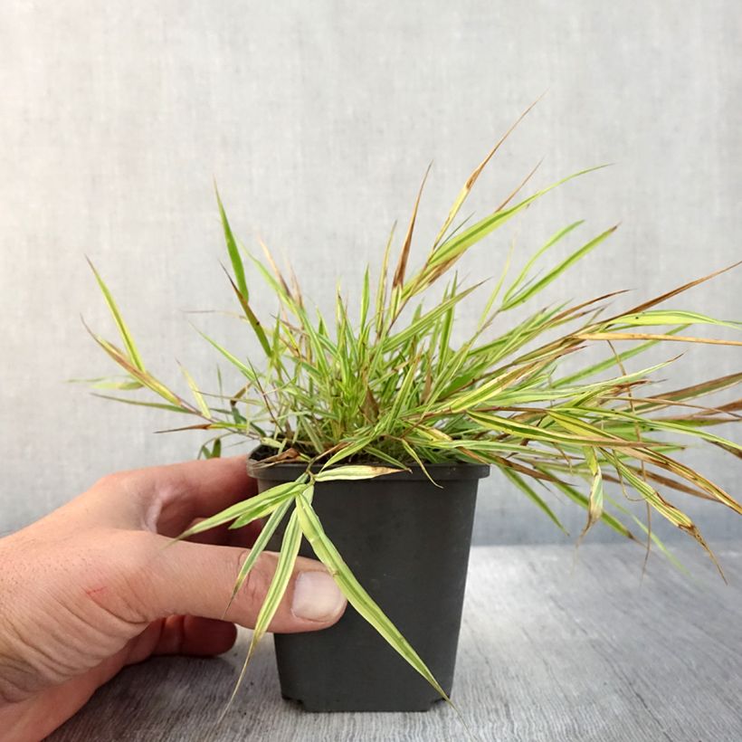 Exemplaar van Hakonechloa macra Mulled Wine - Japans berggras Kweekpotje van 8/9 cm zoals geleverd in de herfst