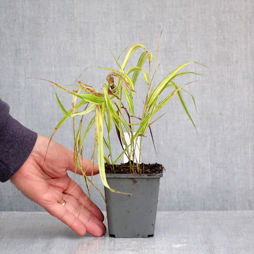 Exemplaar van Hakonechloa macra Naomi - Japans berggras Kweekpotje van 8/9 cm zoals geleverd in de herfst