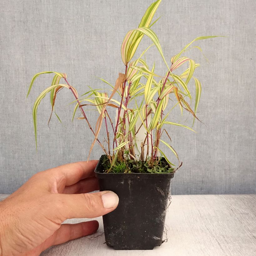 Exemplaar van Hakonechloa macra Naomi - Japans berggras Kweekpotje van 8/9 cm zoals geleverd in de zomer