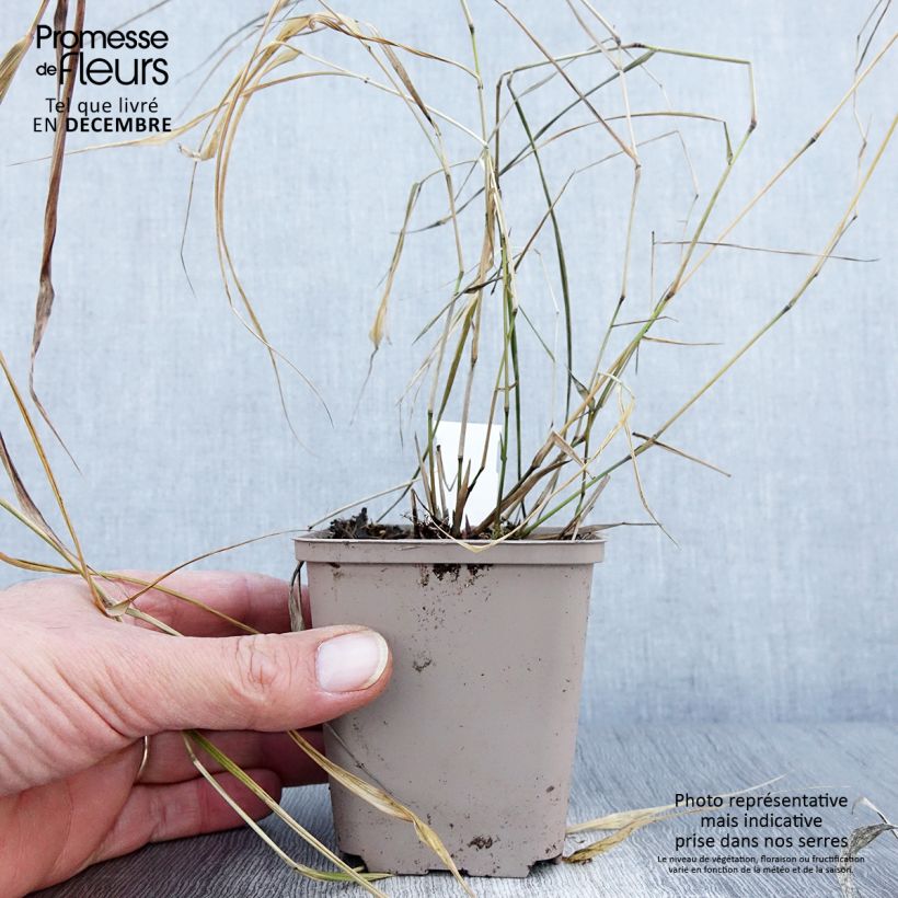 Exemplaar van Herbe du Japon - Hakonechloa macra Nicolas Godet de 8/9 cm zoals geleverd in de herfst