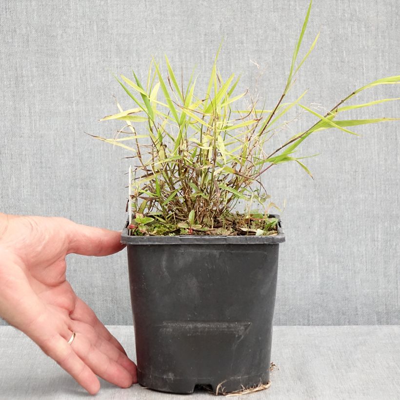 Exemplaar van Hakonechloa macra Nicolas - Japans berggras Pot van 2 l/3 l zoals geleverd in de zomer