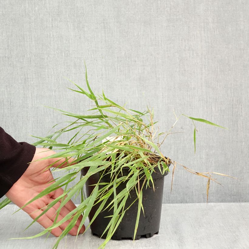 Exemplaar van Hakonechloa macra - Japans berggras Pot van 2 l/3 l zoals geleverd in de herfst