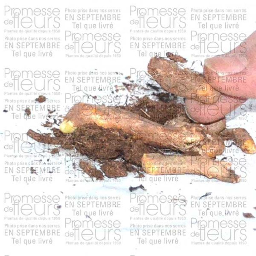 Voorbeeld van een exemplaar van Iris tuberosa - Zwarte iris Bol zoals geleverd