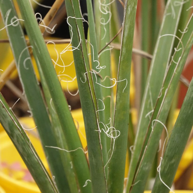 Hesperaloe parviflora Arizona Sunrise - Rode yucca (Blad)