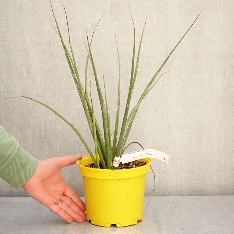 Exemplaar van Hesperaloe parviflora Arizona Sunrise - Rode yucca Pot van 3 l/4 l zoals geleverd in de winter