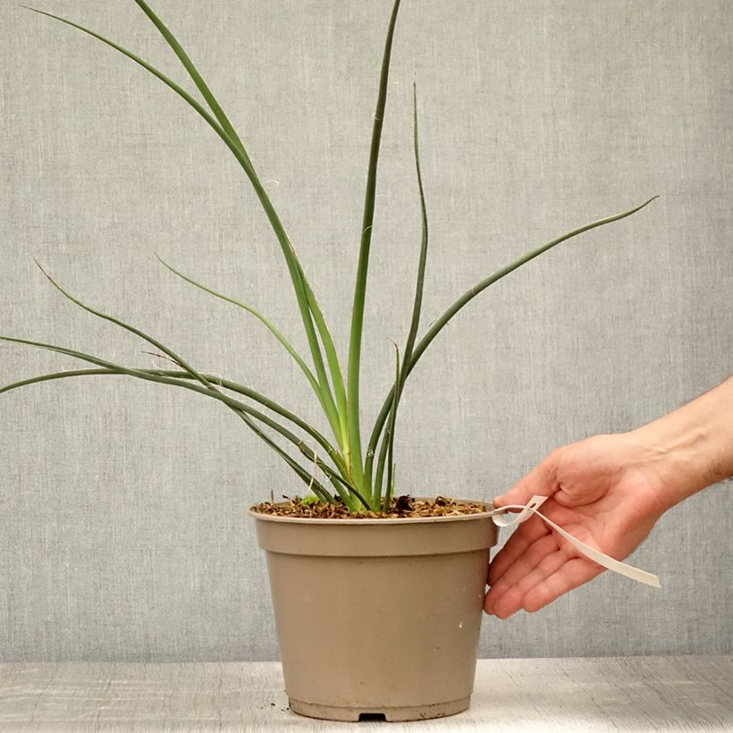 Exemplaar van Hesperaloe parviflora Rubra - Rode yucca Pot van 2 l/3 l zoals geleverd in de zomer