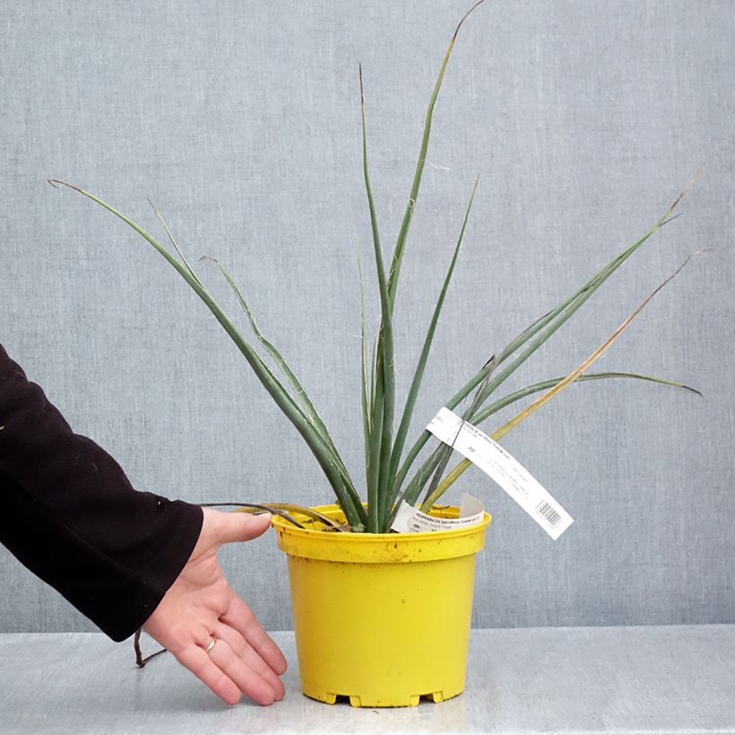 Exemplaar van Hesperaloe parviflora Yellow Sun - Rode yucca Pot van 3 l/4 l zoals geleverd in de herfst