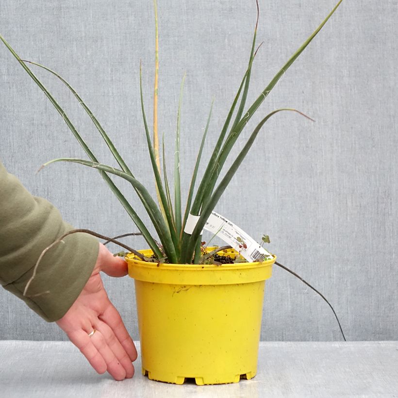Exemplaar van Hesperaloe parviflora Yellow Sun - Rode yucca Pot van 3 l/4 l zoals geleverd in de winter