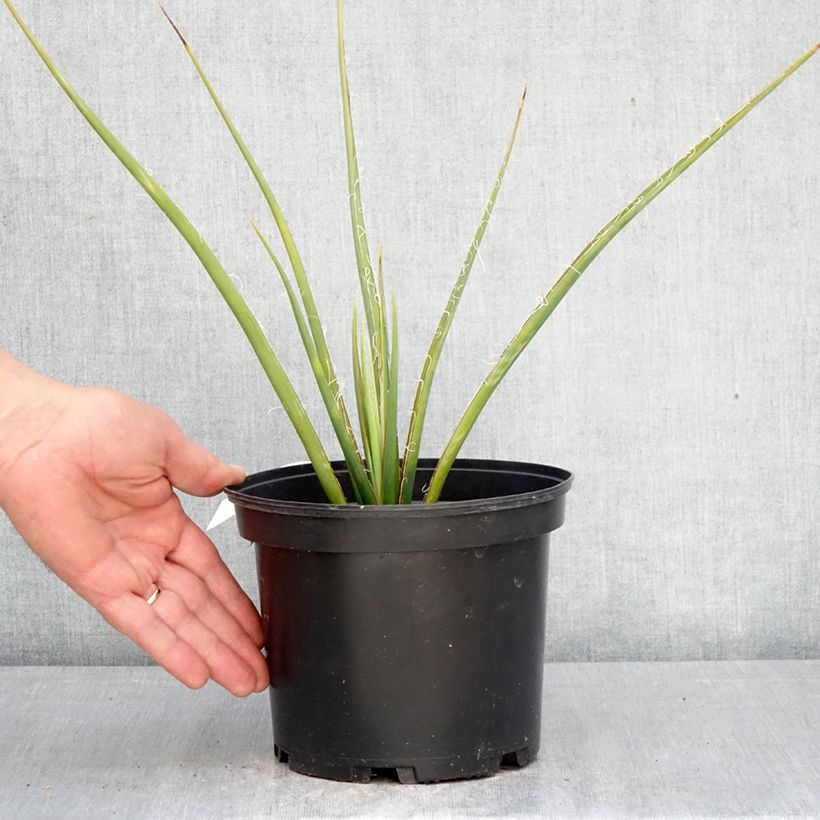 Exemplaar van Hesperaloe parviflora Yellow Sun - Rode yucca Pot van 3 l/4 l zoals geleverd in de lente