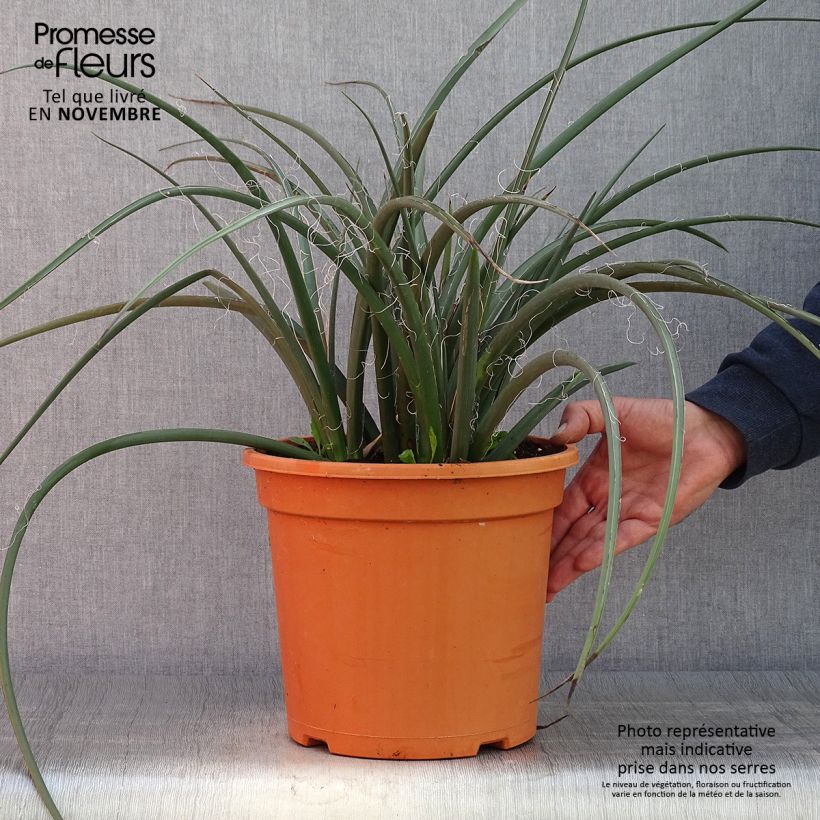 Exemplaar van Hesperaloe parviflora - Rode yucca Pot van 7,5 l/10 l zoals geleverd in de herfst