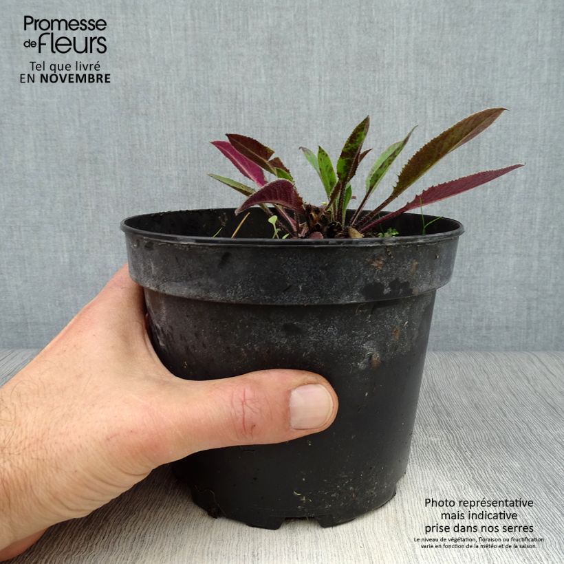 Exemplaar van Hesperis matronalis Alba - Damastbloem Pot van 2 l/3 l zoals geleverd in de herfst