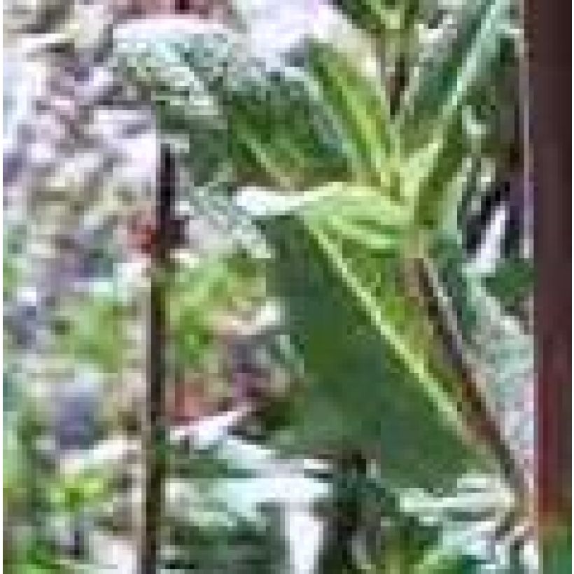 Hesperis matronalis Flore Pleno - Damastbloem (Blad)