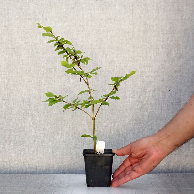 Exemplaar van Fagus sylvatica - Beuk Kweekpotje van 8/9 cm zoals geleverd in de zomer