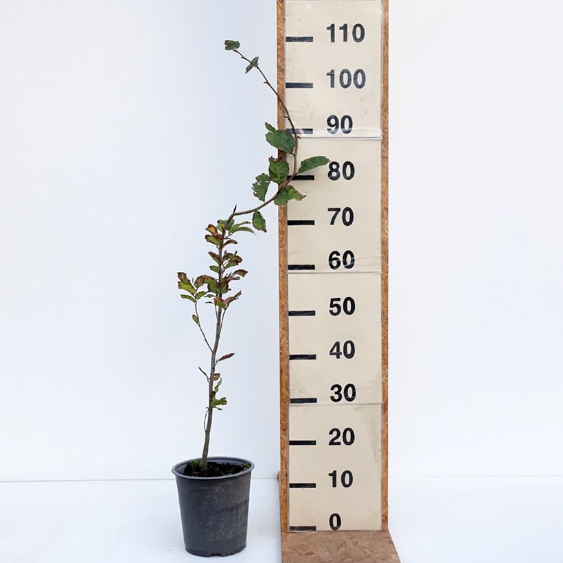 Exemplaar van Fagus sylvatica - Beuk Pot van 2 l/3 l zoals geleverd in de herfst
