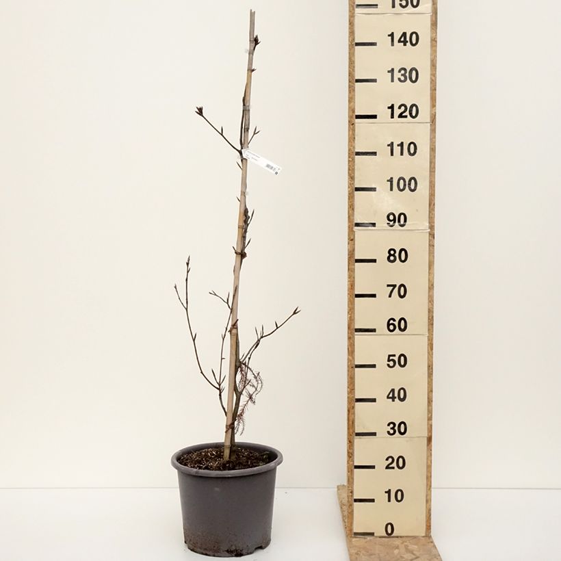 Exemplaar van Hêtre pourpre - Fagus sylvatica Riversii Pot de 12L/15L, Baliveau zoals geleverd in de winter