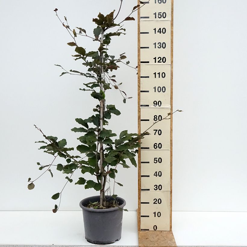 Exemplaar van Fagus sylvatica Riversii - Koperbeuk Pot van 12 l/15 l, Kroonhoogte zoals geleverd in de zomer