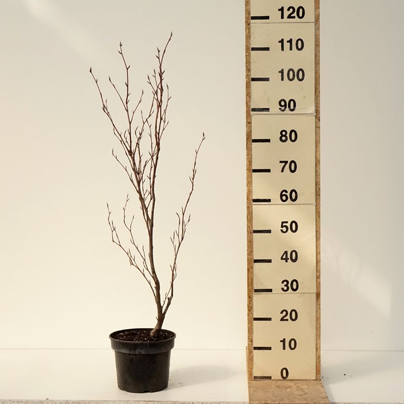 Exemplaar van Fagus sylvatica Purpurea Nana - Dwerg-koperbeuk Pot van 7,5 l/10 l zoals geleverd in de winter