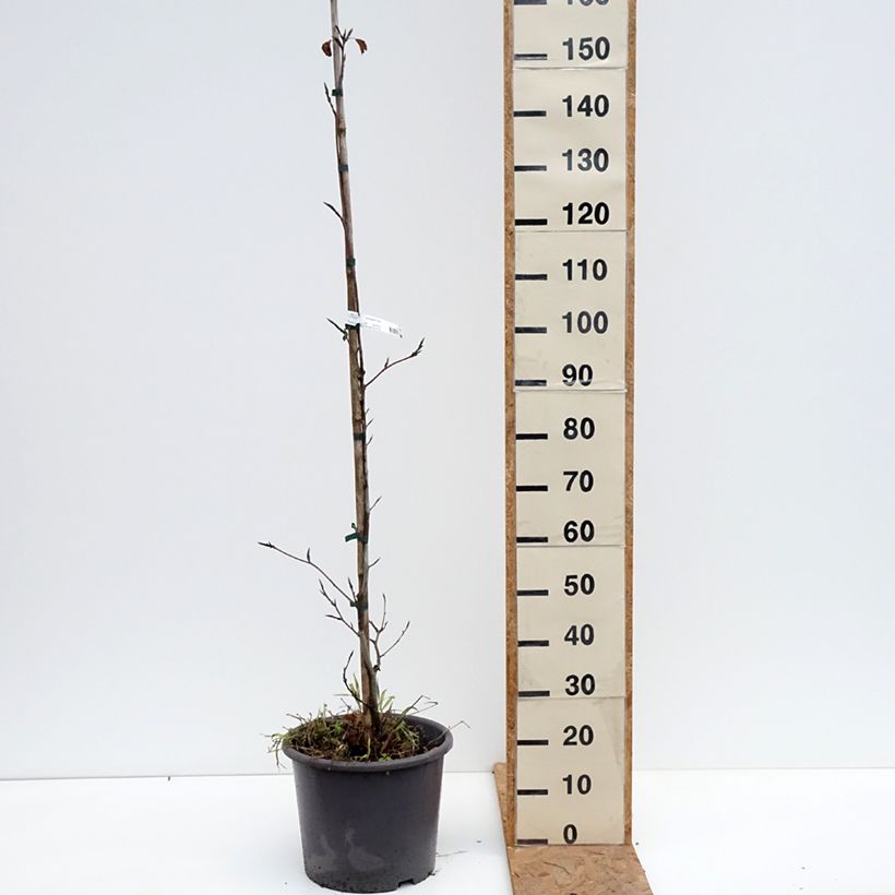 Exemplaar van Fagus sylvatica Purpurea Tricolor - Bonte koperbeuk Pot van 6 l/7 l zoals geleverd in de herfst