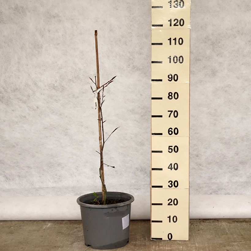 Exemplaar van Fagus sylvatica Purpurea Tricolor - Bonte koperbeuk Pot van 6 l/7 l zoals geleverd in de lente