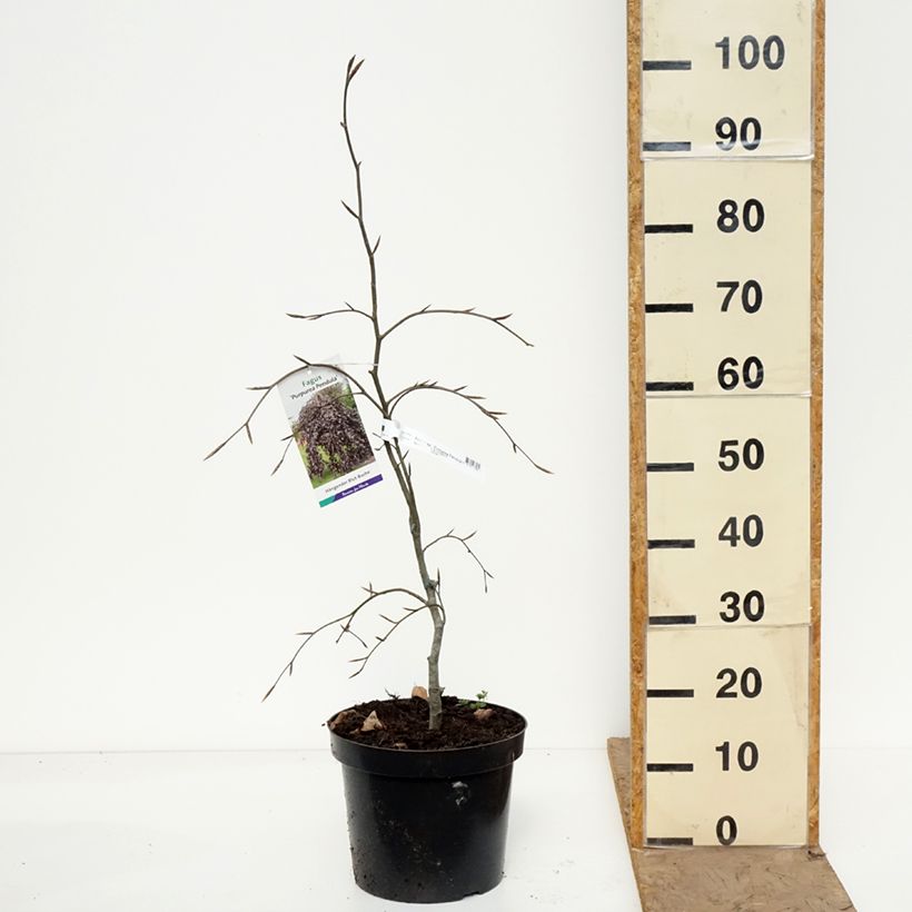 Exemplaar van Fagus sylvatica Purpurea Pendula - Treur-koperbeuk Pot van 7,5 l/10 l zoals geleverd in de lente