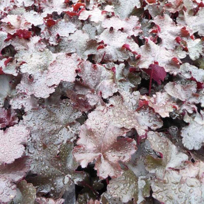 Heuchera Black Beauty - Purperklokje (Blad)