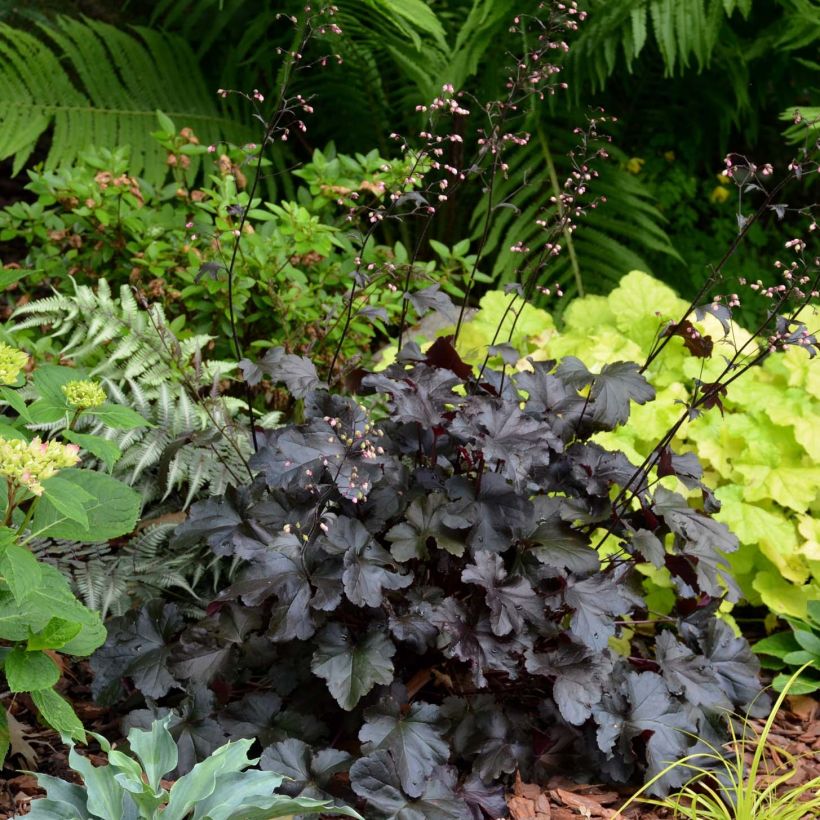 Heuchera Black Pearl - Purperklokje (Plant habit)