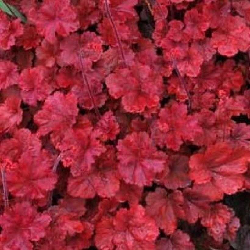 Heuchera Cherry Cola - Purperklokje (Blad)