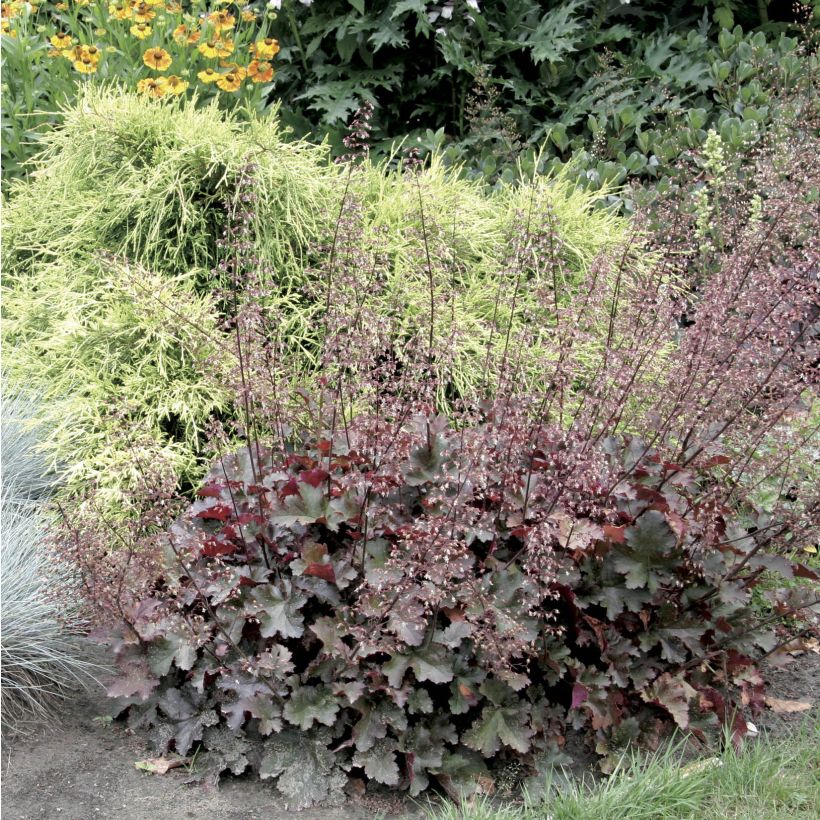 Heuchera Chocolate Ruffle - Purperklokje (Groeiplaats)