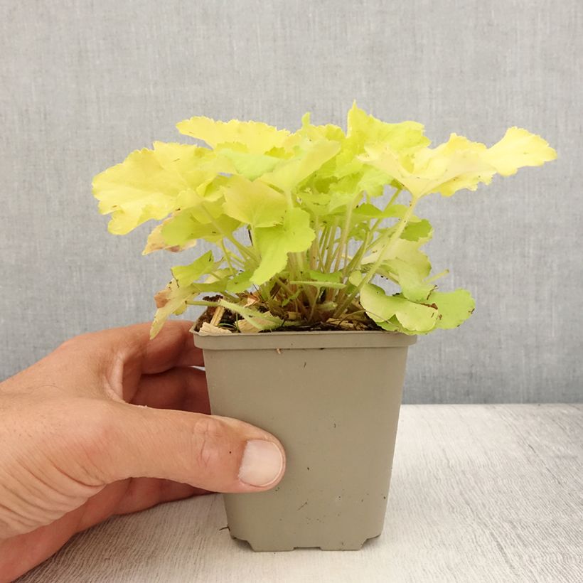 Exemplaar van Heuchera Citronelle - Purperklokje Kweekpotje van 8/9 cm zoals geleverd in de zomer
